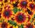 Třapatka 'Summerdaisy's Bronze Bicolor'