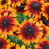 trapatka-summerdaisy-s-bronze-bicolor.jpg