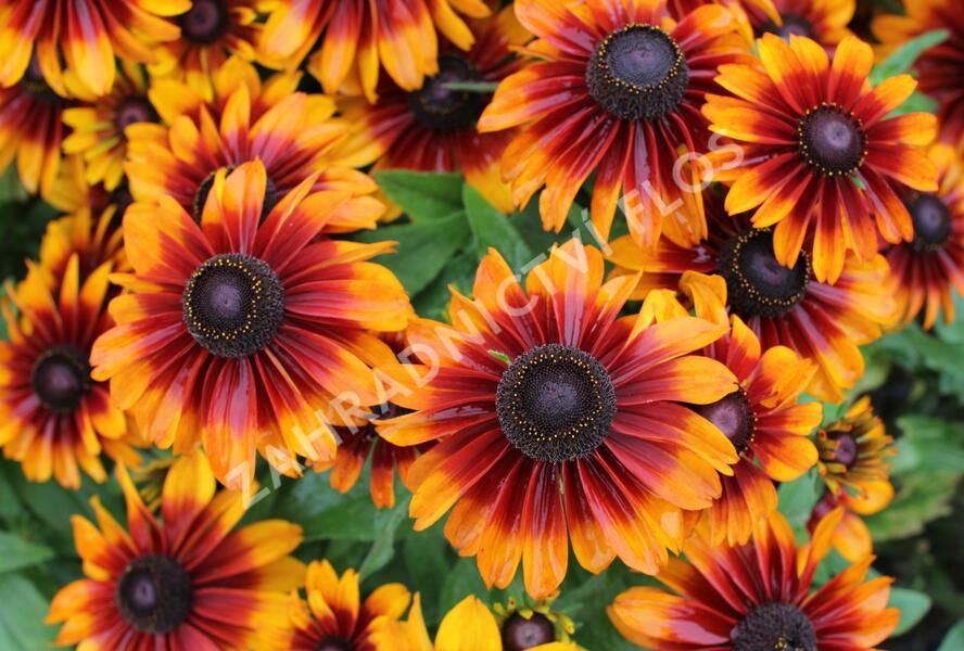 Třapatka 'Summerdaisy's Bronze Bicolor' - Rudbeckia hybrida 'Summerdaisy's Bronze Bicolor'