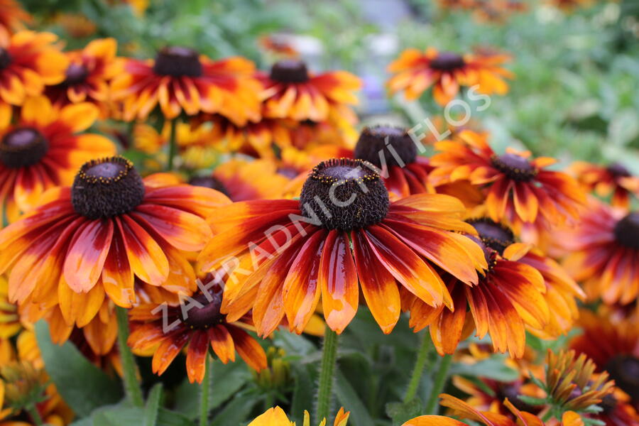 Třapatka 'Summerdaisy's Bronze Bicolor' - Rudbeckia hybrida 'Summerdaisy's Bronze Bicolor'