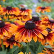 Třapatka 'Summerdaisy's Bronze Bicolor' - Rudbeckia hybrida 'Summerdaisy's Bronze Bicolor'