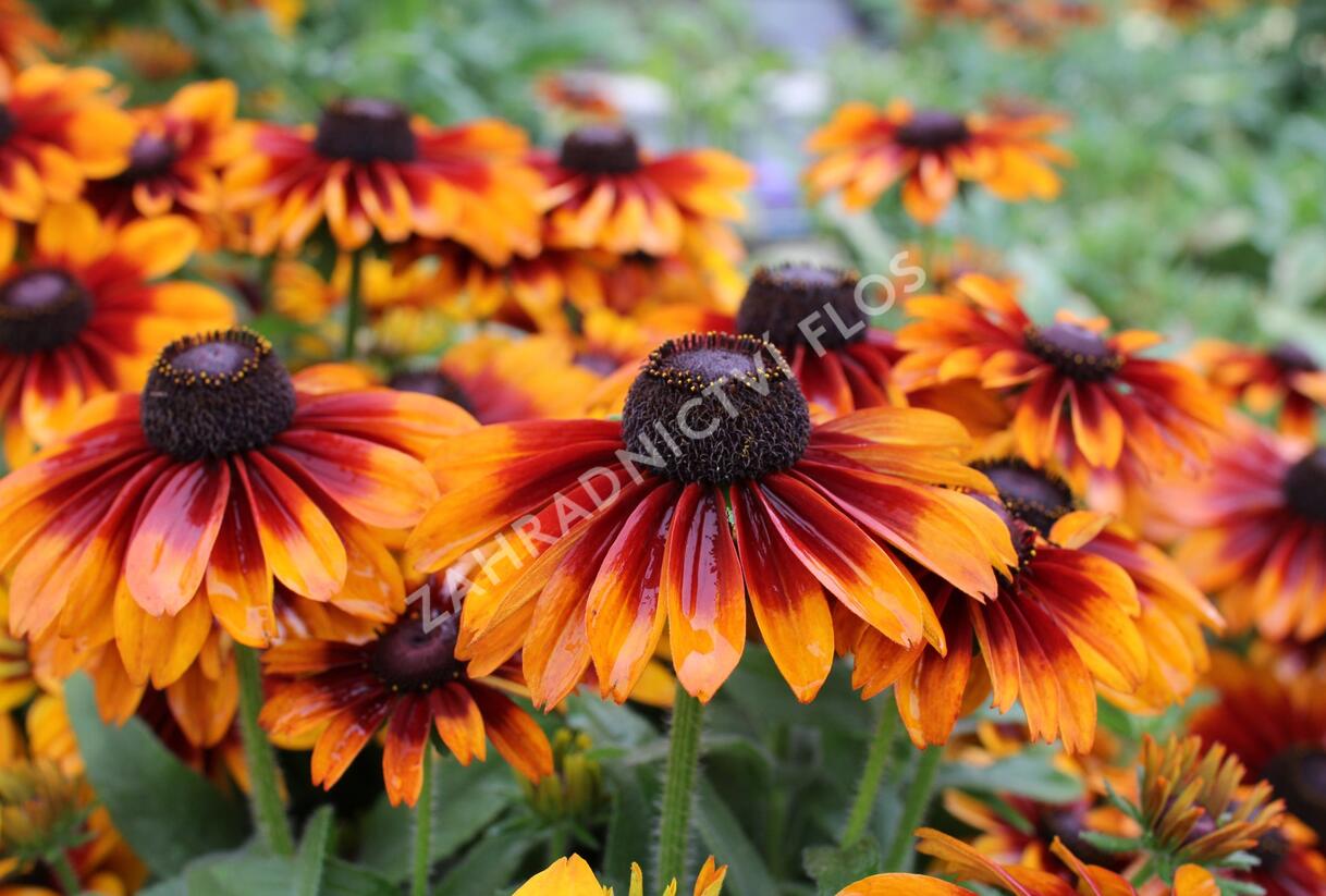 Třapatka 'Summerdaisy's Bronze Bicolor' - Rudbeckia hybrida 'Summerdaisy's Bronze Bicolor'