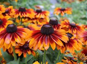 Třapatka 'Summerdaisy's Bronze Bicolor' - Rudbeckia hybrida 'Summerdaisy's Bronze Bicolor'