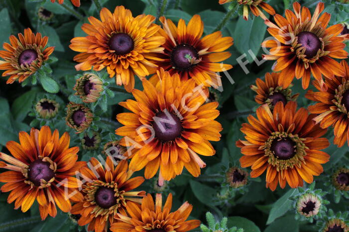 Třapatka 'Summerdaisy's Double Choco' - Rudbeckia hybrida 'Summerdaisy's Double Choco'