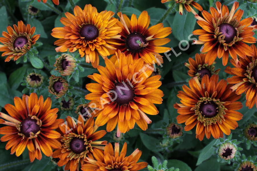 Třapatka 'Summerdaisy's Double Choco' - Rudbeckia hybrida 'Summerdaisy's Double Choco'