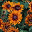 Třapatka 'Summerdaisy's Double Choco' - Rudbeckia hybrida 'Summerdaisy's Double Choco'