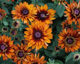 Třapatka 'Summerdaisy's Double Choco'