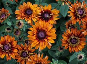 Třapatka 'Summerdaisy's Double Choco' - Rudbeckia hybrida 'Summerdaisy's Double Choco'