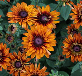 Třapatka 'Summerdaisy's Double Choco' - Rudbeckia hybrida 'Summerdaisy's Double Choco'