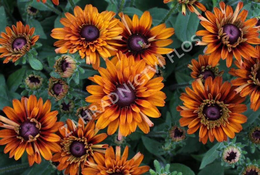 Třapatka 'Summerdaisy's Double Choco' - Rudbeckia hybrida 'Summerdaisy's Double Choco'