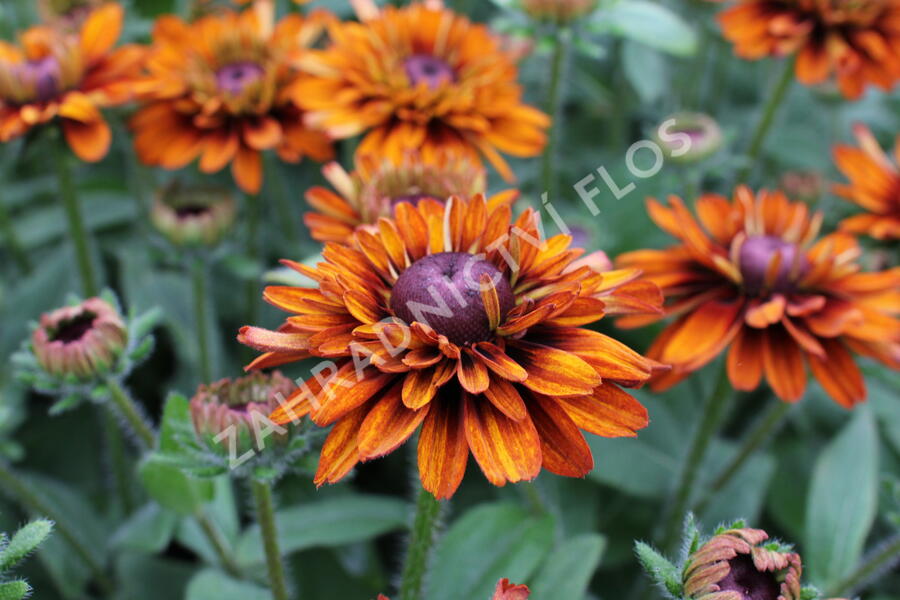 Třapatka 'Summerdaisy's Double Choco' - Rudbeckia hybrida 'Summerdaisy's Double Choco'