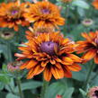 Třapatka 'Summerdaisy's Double Choco' - Rudbeckia hybrida 'Summerdaisy's Double Choco'