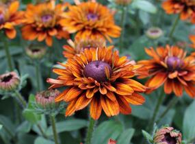 Třapatka 'Summerdaisy's Double Choco' - Rudbeckia hybrida 'Summerdaisy's Double Choco'