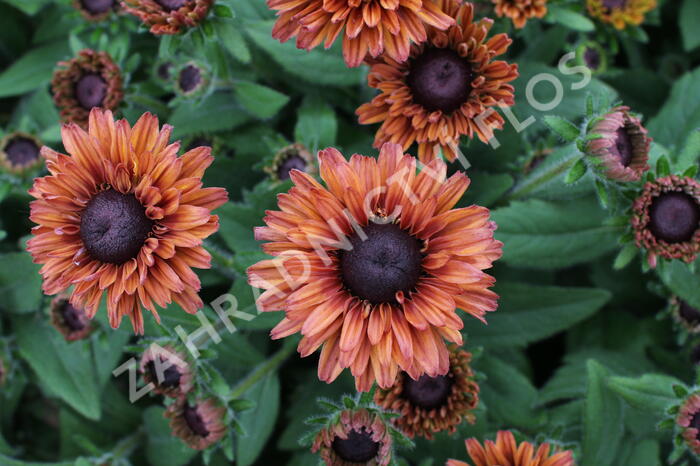 Třapatka 'Summerdaisy's Cherry' - Rudbeckia hybrida 'Summerdaisy's Cherry'