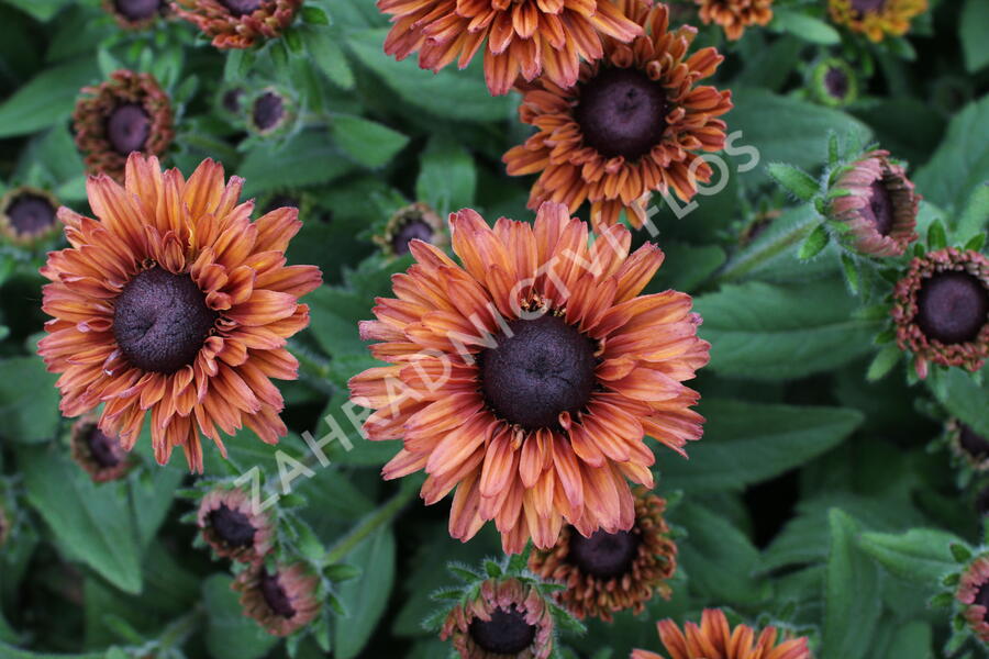 Třapatka 'Summerdaisy's Cherry' - Rudbeckia hybrida 'Summerdaisy's Cherry'