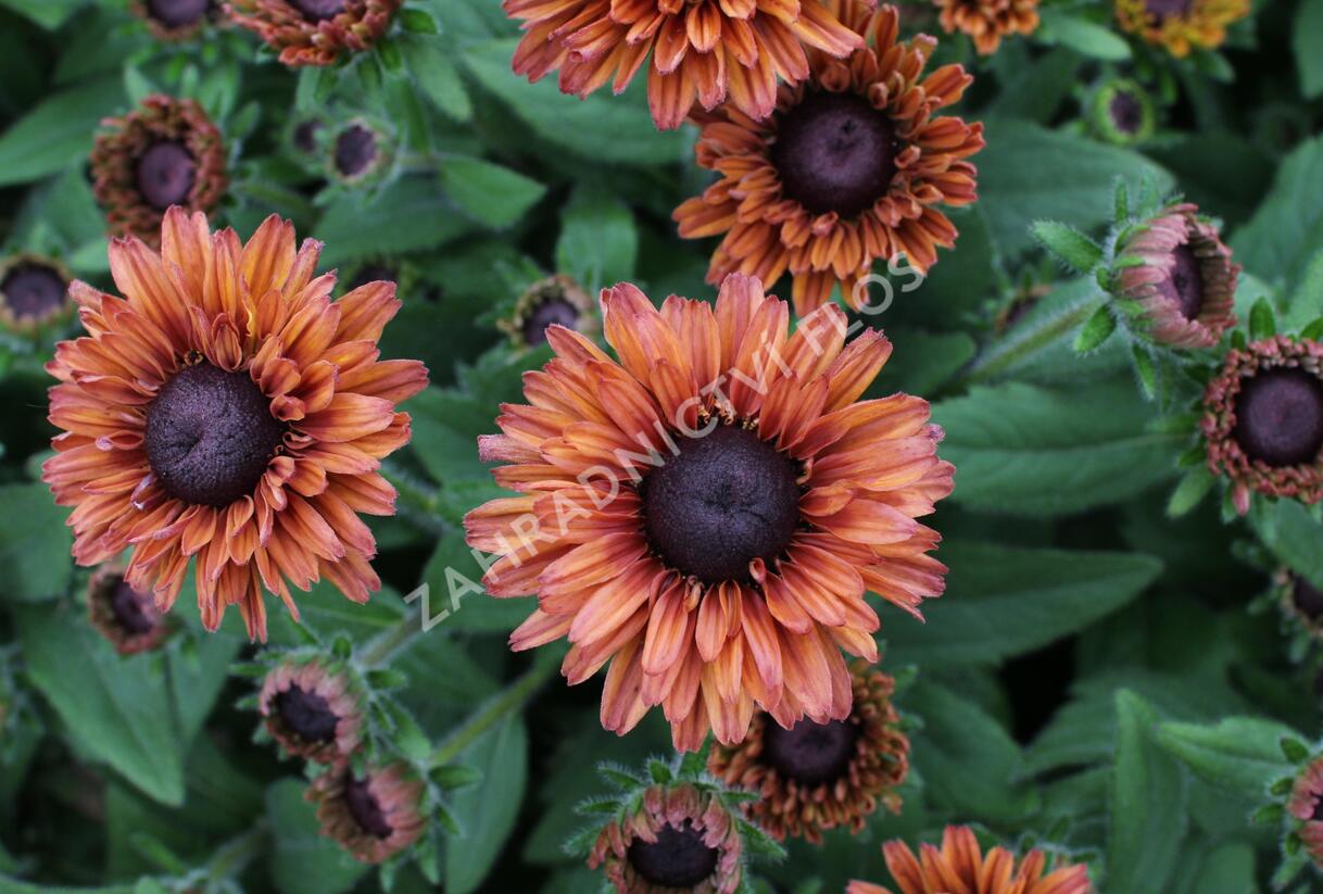 Třapatka 'Summerdaisy's Cherry' - Rudbeckia hybrida 'Summerdaisy's Cherry'