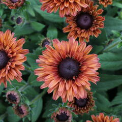 Třapatka 'Summerdaisy's Cherry' - Rudbeckia hybrida 'Summerdaisy's Cherry'