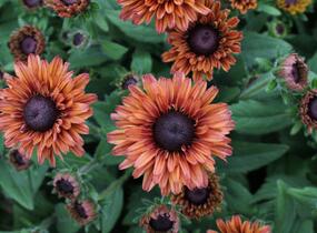 Třapatka 'Summerdaisy's Cherry' - Rudbeckia hybrida 'Summerdaisy's Cherry'