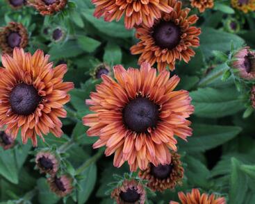 Třapatka 'Summerdaisy's Cherry'