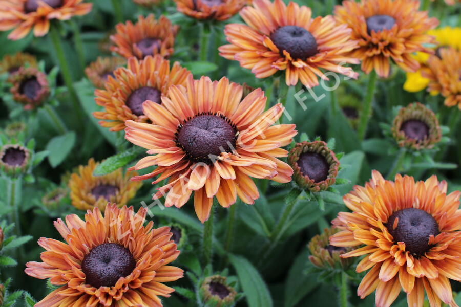Třapatka 'Summerdaisy's Cherry' - Rudbeckia hybrida 'Summerdaisy's Cherry'