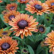 Třapatka 'Summerdaisy's Cherry' - Rudbeckia hybrida 'Summerdaisy's Cherry'