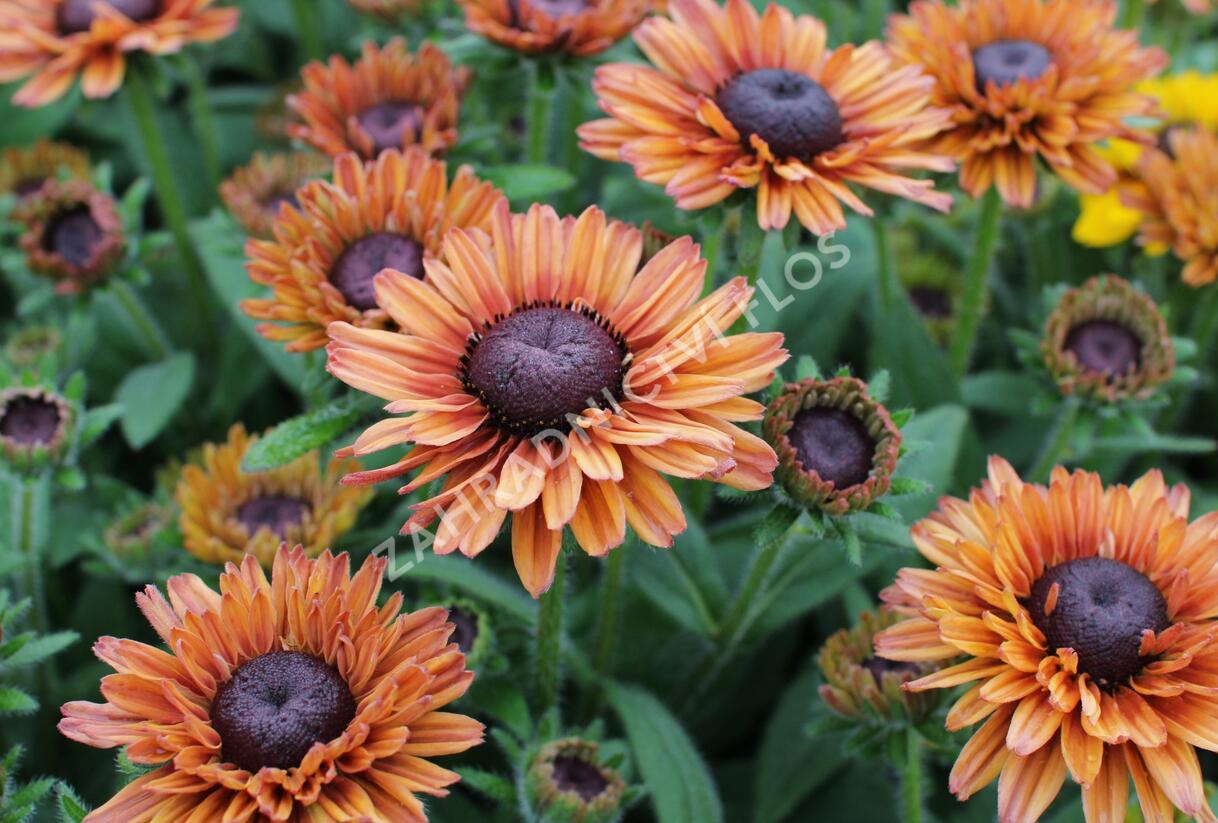 Třapatka 'Summerdaisy's Cherry' - Rudbeckia hybrida 'Summerdaisy's Cherry'