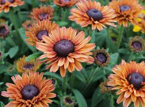 Třapatka 'Summerdaisy's Cherry' - Rudbeckia hybrida 'Summerdaisy's Cherry'