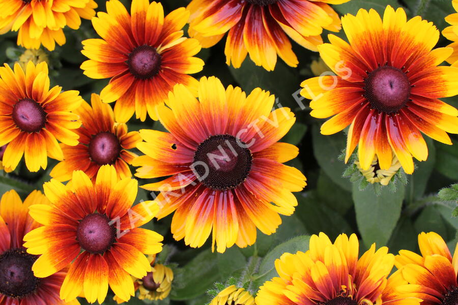 Třapatka 'Summerdaisy's Red Bicolor' - Rudbeckia hybrida 'Summerdaisy's Red Bicolor'