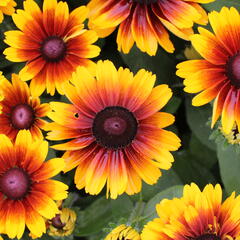 Třapatka 'Summerdaisy's Red Bicolor' - Rudbeckia hybrida 'Summerdaisy's Red Bicolor'