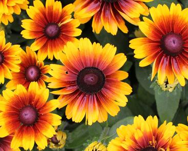 Třapatka 'Summerdaisy's Red Bicolor'