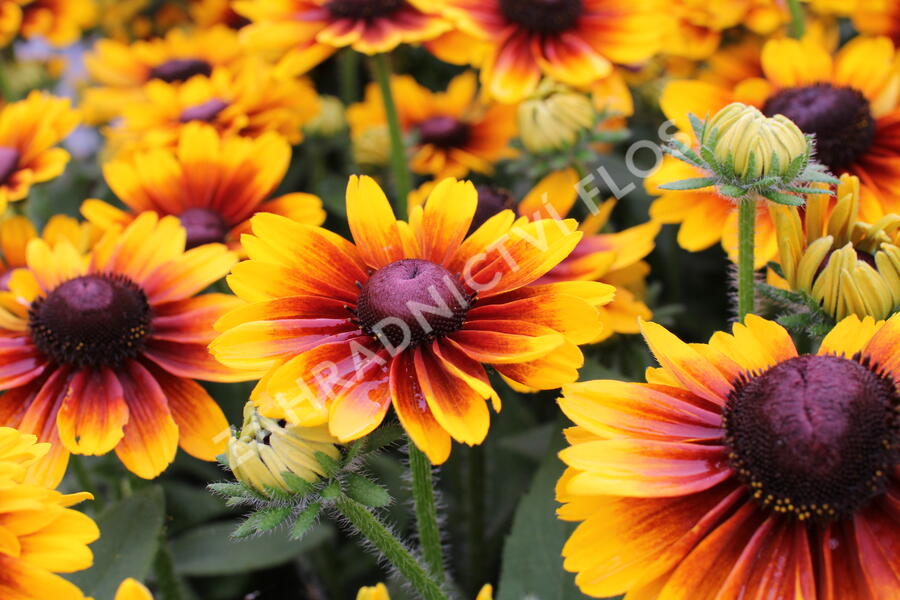 Třapatka 'Summerdaisy's Red Bicolor' - Rudbeckia hybrida 'Summerdaisy's Red Bicolor'