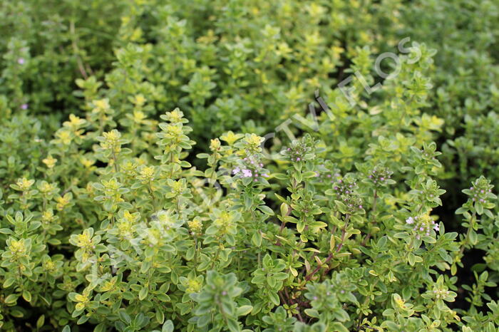 Mateřídouška vejčitá 'Archers Gold' - Thymus pulegioides 'Archers Gold'