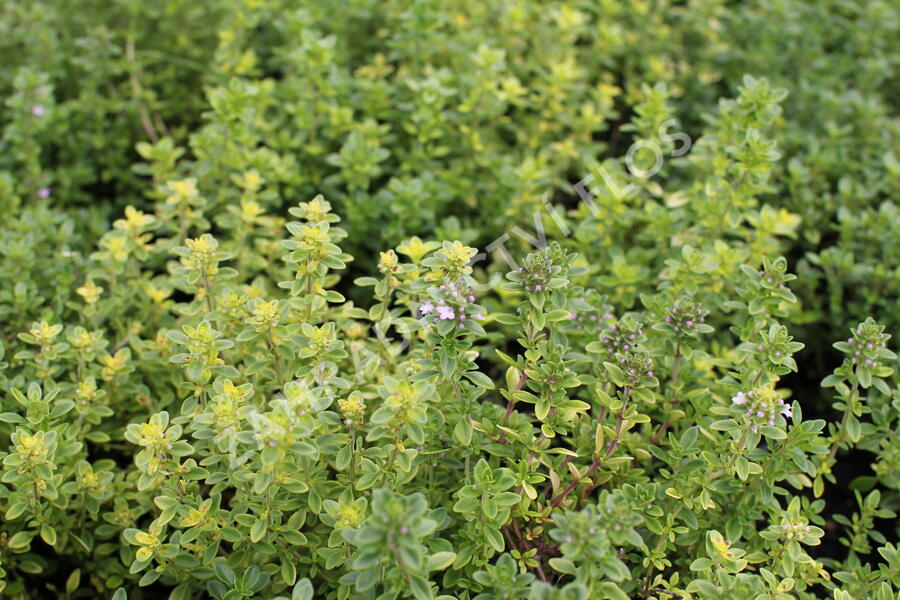 Mateřídouška vejčitá 'Archers Gold' - Thymus pulegioides 'Archers Gold'