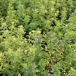 Mateřídouška vejčitá 'Archers Gold' - Thymus pulegioides 'Archers Gold'