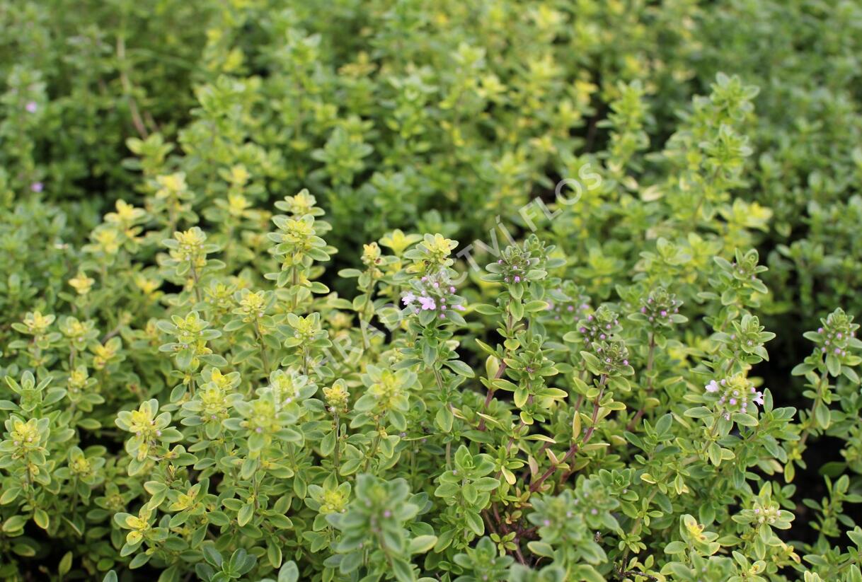Mateřídouška vejčitá 'Archers Gold' - Thymus pulegioides 'Archers Gold'