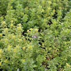 Mateřídouška vejčitá 'Archers Gold' - Thymus pulegioides 'Archers Gold'