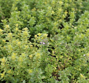 Mateřídouška vejčitá 'Archers Gold' - Thymus pulegioides 'Archers Gold'