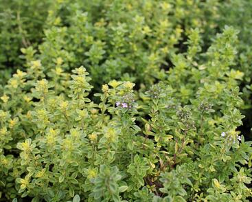 Mateřídouška vejčitá 'Archers Gold'