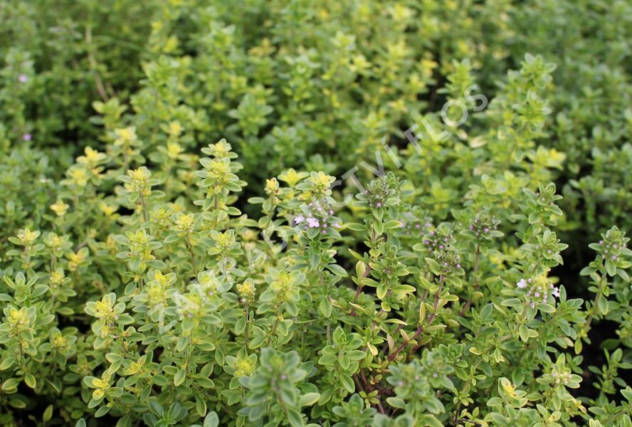 Mateřídouška vejčitá 'Archers Gold' - Thymus pulegioides 'Archers Gold'