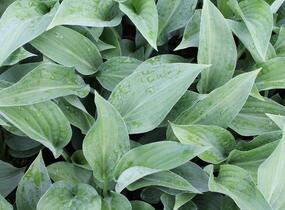 Bohyška 'Marmalade on Toast' - Hosta 'Marmalade on Toast'