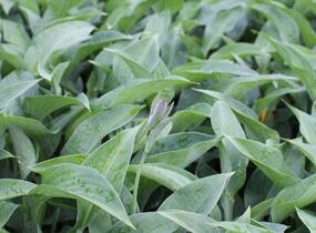 Bohyška 'Marmalade on Toast' - Hosta 'Marmalade on Toast'