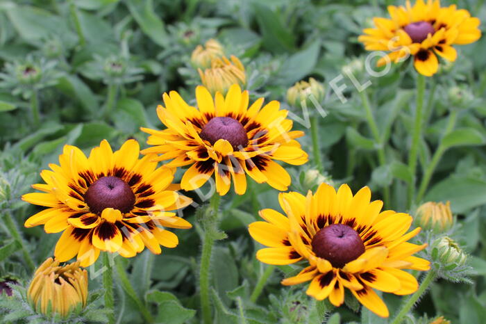 Třapatka 'Summerdaisy's Choco Sun' - Rudbeckia hybrida 'Summerdaisy's Choco Sun'