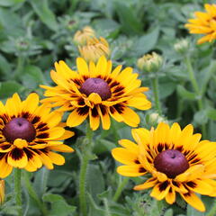 Třapatka 'Summerdaisy's Choco Sun' - Rudbeckia hybrida 'Summerdaisy's Choco Sun'