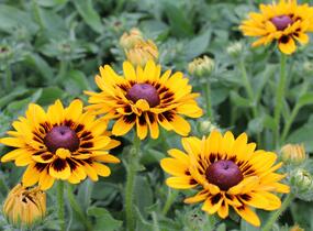 Třapatka 'Summerdaisy's Choco Sun' - Rudbeckia hybrida 'Summerdaisy's Choco Sun'