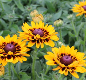 Třapatka 'Summerdaisy's Choco Sun' - Rudbeckia hybrida 'Summerdaisy's Choco Sun'