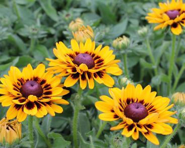 Třapatka 'Summerdaisy's Choco Sun'