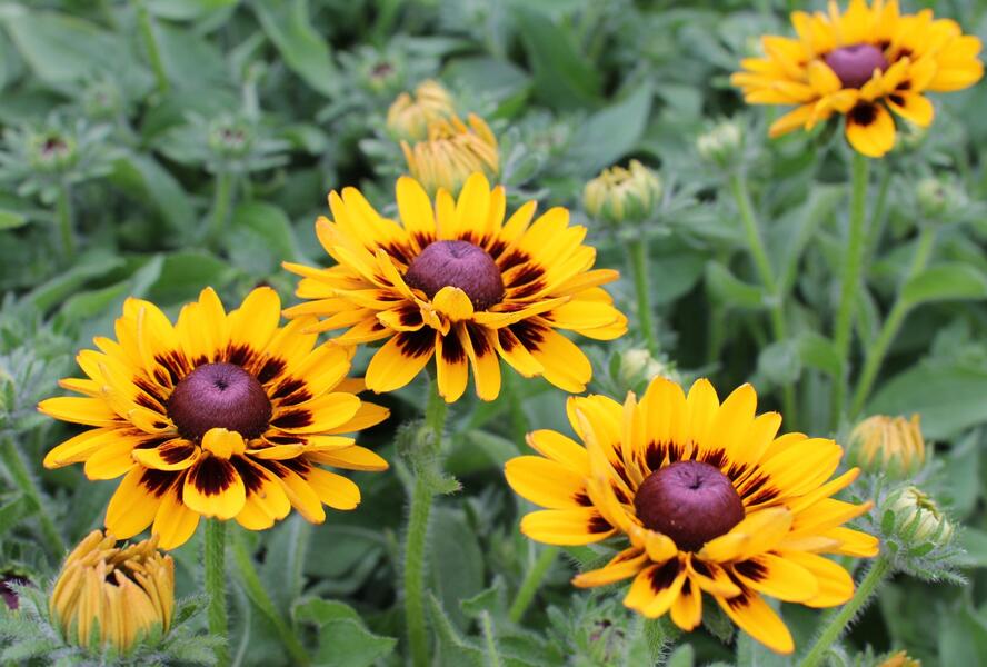 Třapatka 'Summerdaisy's Choco Sun' - Rudbeckia hybrida 'Summerdaisy's Choco Sun'