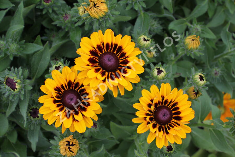 Třapatka 'Summerdaisy's Choco Sun' - Rudbeckia hybrida 'Summerdaisy's Choco Sun'