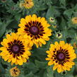 Třapatka 'Summerdaisy's Choco Sun' - Rudbeckia hybrida 'Summerdaisy's Choco Sun'