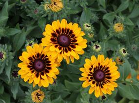 Třapatka 'Summerdaisy's Choco Sun' - Rudbeckia hybrida 'Summerdaisy's Choco Sun'